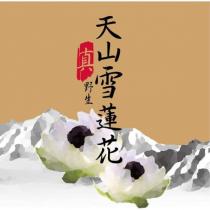 天山雪蓮花及圖