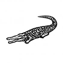 鱷魚圖