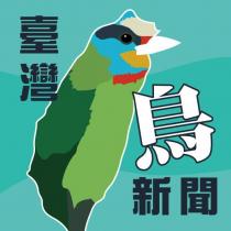 臺灣鳥新聞及圖