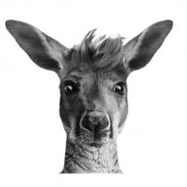 AUSSIE PLAIN KANGAROO DEVICE
