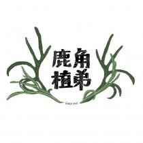 鹿角植弟及圖