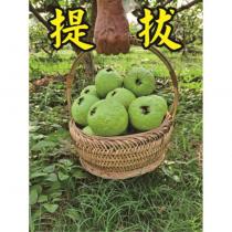 提拔及圖