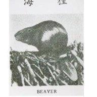 海貍 BEAVER 