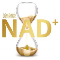精胺酸 NAD 及圖
