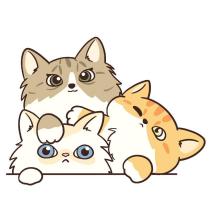 貓設計圖