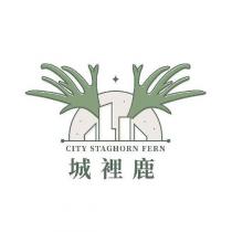 城裡鹿 CITY STAGHORN FERN 及圖