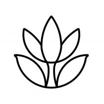 雙葉三瓣花圖