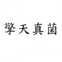擎天真菌