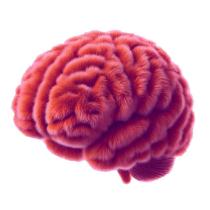腦婆 Brainy Her