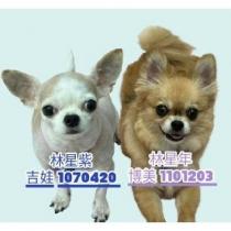 林星紫吉娃、林星年博美的生活