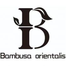 Bambusa orientalis 及圖