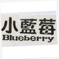 小藍莓 BLUEBERRY
