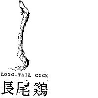 長尾鷄 LONG – TAIL COCK 及圖