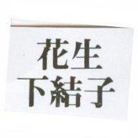 花生下結子
