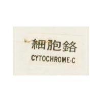 細胞鉻 CYTOCHROME – C