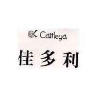 佳多利及圖 Cattleya