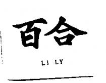 百合 LI LY