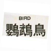 鸚鵡鳥 BIRD