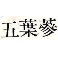 五葉蔘
