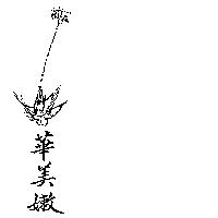 華美嫩及圖