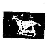 羊王及圖