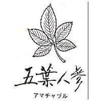 五葉人參及圖 アマチヤツル