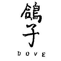 鴿子 DOVE 