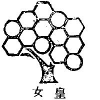 樹形圖女皇
