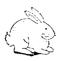 兔圖