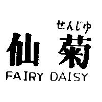 仙菊 FAIRY DAISY せんじゆ