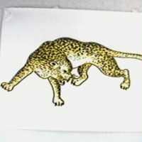 豹圖