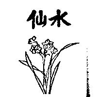水仙及圖