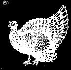 火雞圖
