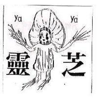靈芝及圖 YA YA
