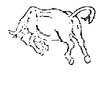 野牛圖