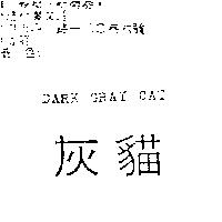 灰貓 DARK GRAY CAT