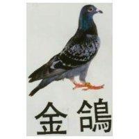金鴿及圖