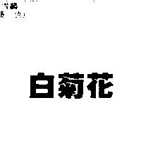 白菊花