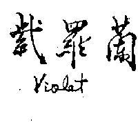 紫羅蘭 VIOLET 