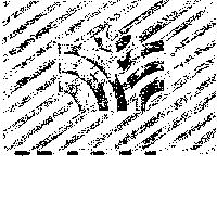 花形設計圖