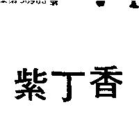 紫丁香