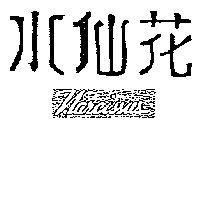 水仙花 NARCISSUS