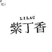 紫丁香 LILAC