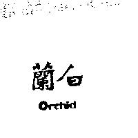 白蘭 Orchid