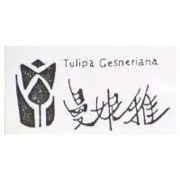 曼妮雅及圖 TULIPA GESNERIANA