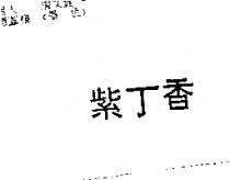 紫丁香