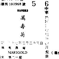 萬壽菊 MARIGOLD 