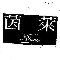 萊茵