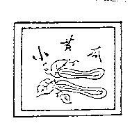 小黃瓜及圖