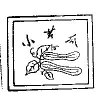 小黃瓜及圖